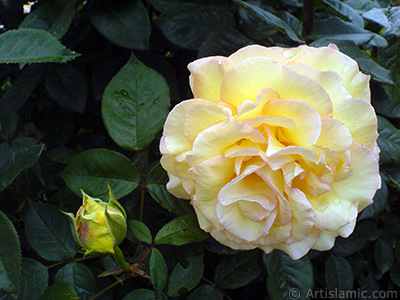 Yellow rose photo. <i>(Family: Rosaceae, Species: Rosa)</i> <br>Photo Date: May 2007, Location: Turkey/Tekirdag, By: Artislamic.com