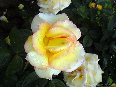 Sar gl resmi. <i>(Ailesi: Rosaceae, Tr: Rosa)</i> <br>ekim Tarihi: Mays 2007, Yer: Tekirda, Fotoraf: islamiSanat.net