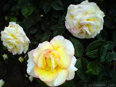 Yellow rose photo. <i>(Family: Rosaceae, Species: Rosa)</i> <br>Photo Date: May 2007, Location: Turkey/Tekirdag, By: Artislamic.com