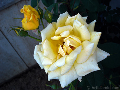 Yellow rose photo. <i>(Family: Rosaceae, Species: Rosa)</i> <br>Photo Date: June 2006, Location: Turkey/Tekirdag, By: Artislamic.com