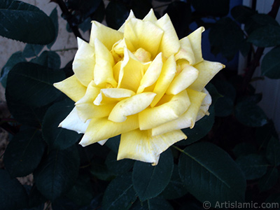 Yellow rose photo. <i>(Family: Rosaceae, Species: Rosa)</i> <br>Photo Date: June 2006, Location: Turkey/Tekirdag, By: Artislamic.com