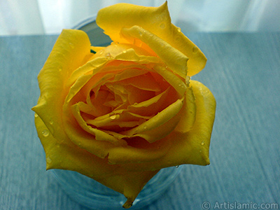 Yellow rose photo. <i>(Family: Rosaceae, Species: Rosa)</i> <br>Photo Date: December 2006, Location: Turkey/Balkesir-Altnoluk, By: Artislamic.com