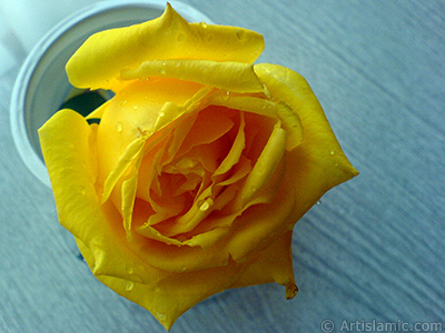 Yellow rose photo. <i>(Family: Rosaceae, Species: Rosa)</i> <br>Photo Date: December 2006, Location: Turkey/Balkesir-Altnoluk, By: Artislamic.com