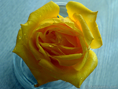 Yellow rose photo. <i>(Family: Rosaceae, Species: Rosa)</i> <br>Photo Date: December 2006, Location: Turkey/Balkesir-Altnoluk, By: Artislamic.com