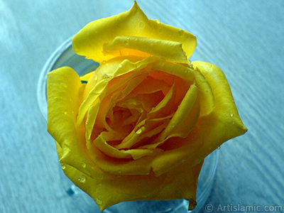 Yellow rose photo. <i>(Family: Rosaceae, Species: Rosa)</i> <br>Photo Date: December 2006, Location: Turkey/Balkesir-Altnoluk, By: Artislamic.com