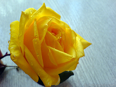 Yellow rose photo. <i>(Family: Rosaceae, Species: Rosa)</i> <br>Photo Date: December 2006, Location: Turkey/Balkesir-Altnoluk, By: Artislamic.com