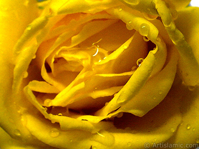 Yellow rose photo. <i>(Family: Rosaceae, Species: Rosa)</i> <br>Photo Date: December 2006, Location: Turkey/Balkesir-Altnoluk, By: Artislamic.com