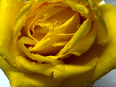 Yellow rose photo. <i>(Family: Rosaceae, Species: Rosa)</i> <br>Photo Date: December 2006, Location: Turkey/Balkesir-Altnoluk, By: Artislamic.com