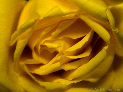 Yellow rose photo. <i>(Family: Rosaceae, Species: Rosa)</i> <br>Photo Date: December 2006, Location: Turkey/Balkesir-Altnoluk, By: Artislamic.com