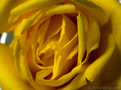 Yellow rose photo. <i>(Family: Rosaceae, Species: Rosa)</i> <br>Photo Date: December 2006, Location: Turkey/Balkesir-Altnoluk, By: Artislamic.com