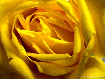 Yellow rose photo. <i>(Family: Rosaceae, Species: Rosa)</i> <br>Photo Date: December 2006, Location: Turkey/Balkesir-Altnoluk, By: Artislamic.com