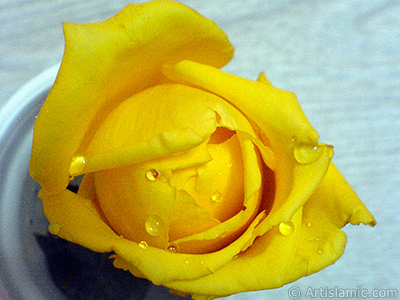 Yellow rose photo. <i>(Family: Rosaceae, Species: Rosa)</i> <br>Photo Date: December 2006, Location: Turkey/Balkesir-Altnoluk, By: Artislamic.com