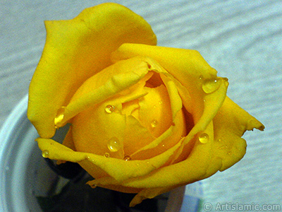 Yellow rose photo. <i>(Family: Rosaceae, Species: Rosa)</i> <br>Photo Date: December 2006, Location: Turkey/Balkesir-Altnoluk, By: Artislamic.com