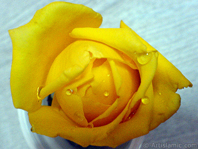 Yellow rose photo. <i>(Family: Rosaceae, Species: Rosa)</i> <br>Photo Date: December 2006, Location: Turkey/Balkesir-Altnoluk, By: Artislamic.com