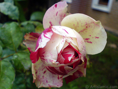 Variegated (mottled) rose photo. <i>(Family: Rosaceae, Species: Rosa)</i> <br>Photo Date: January 2010, Location: Turkey/Istanbul, By: Artislamic.com