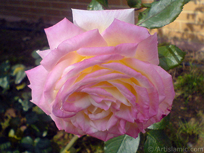 Variegated (mottled) rose photo. <i>(Family: Rosaceae, Species: Rosa)</i> <br>Photo Date: December 2009, Location: Turkey/Istanbul, By: Artislamic.com