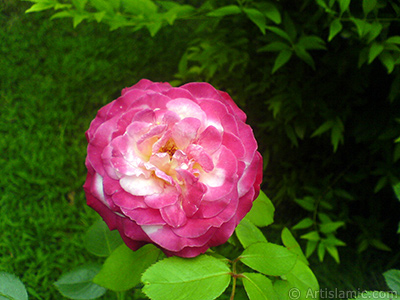 Variegated (mottled) rose photo. <i>(Family: Rosaceae, Species: Rosa)</i> <br>Photo Date: July 2010, Location: Turkey/Yalova-Termal, By: Artislamic.com