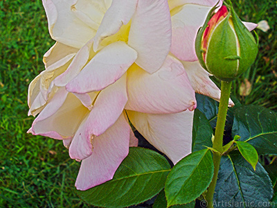 Variegated (mottled) rose photo. <i>(Family: Rosaceae, Species: Rosa)</i> <br>Photo Date: August 2008, Location: Turkey/Yalova-Termal, By: Artislamic.com