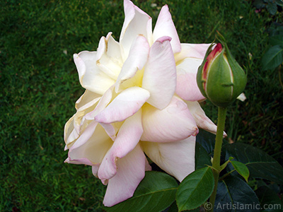 Variegated (mottled) rose photo. <i>(Family: Rosaceae, Species: Rosa)</i> <br>Photo Date: August 2008, Location: Turkey/Yalova-Termal, By: Artislamic.com