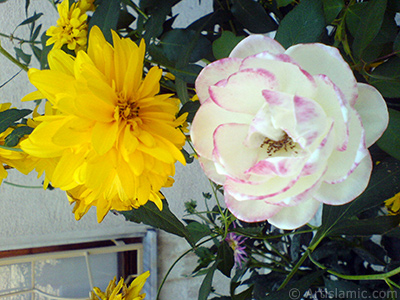 Variegated (mottled) rose photo. <i>(Family: Rosaceae, Species: Rosa)</i> <br>Photo Date: August 2009, Location: Turkey/Yalova-Termal, By: Artislamic.com