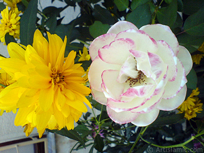 Variegated (mottled) rose photo. <i>(Family: Rosaceae, Species: Rosa)</i> <br>Photo Date: August 2009, Location: Turkey/Yalova-Termal, By: Artislamic.com