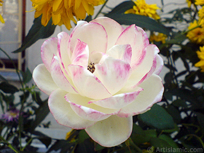 Variegated (mottled) rose photo. <i>(Family: Rosaceae, Species: Rosa)</i> <br>Photo Date: August 2009, Location: Turkey/Yalova-Termal, By: Artislamic.com