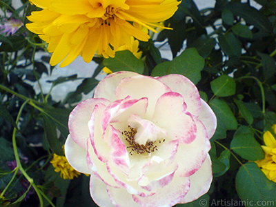 Variegated (mottled) rose photo. <i>(Family: Rosaceae, Species: Rosa)</i> <br>Photo Date: August 2009, Location: Turkey/Yalova-Termal, By: Artislamic.com