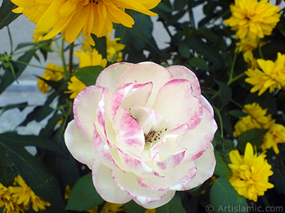 Variegated (mottled) rose photo. <i>(Family: Rosaceae, Species: Rosa)</i> <br>Photo Date: August 2009, Location: Turkey/Yalova-Termal, By: Artislamic.com