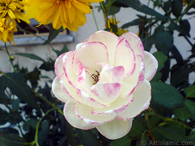 Variegated (mottled) rose photo. <i>(Family: Rosaceae, Species: Rosa)</i> <br>Photo Date: August 2009, Location: Turkey/Yalova-Termal, By: Artislamic.com