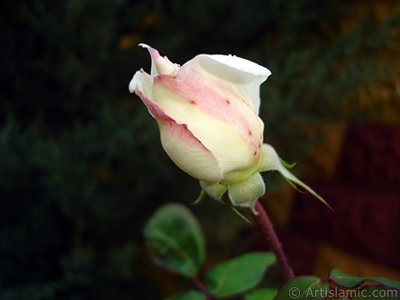 Variegated (mottled) rose photo. <i>(Family: Rosaceae, Species: Rosa)</i> <br>Photo Date: November 2007, Location: Turkey/Sakarya, By: Artislamic.com