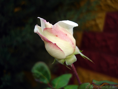 Variegated (mottled) rose photo. <i>(Family: Rosaceae, Species: Rosa)</i> <br>Photo Date: November 2007, Location: Turkey/Sakarya, By: Artislamic.com