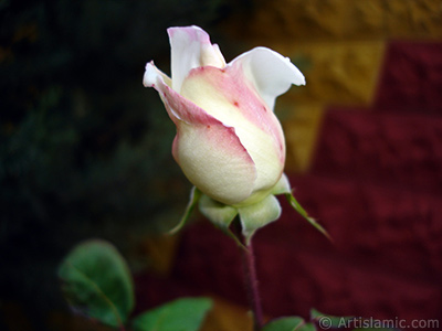 Variegated (mottled) rose photo. <i>(Family: Rosaceae, Species: Rosa)</i> <br>Photo Date: November 2007, Location: Turkey/Sakarya, By: Artislamic.com