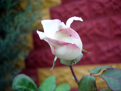 Variegated (mottled) rose photo. <i>(Family: Rosaceae, Species: Rosa)</i> <br>Photo Date: November 2007, Location: Turkey/Sakarya, By: Artislamic.com