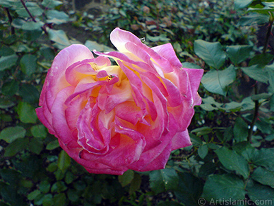 Variegated (mottled) rose photo. <i>(Family: Rosaceae, Species: Rosa)</i> <br>Photo Date: November 2006, Location: Turkey/Balkesir-Altnoluk, By: Artislamic.com