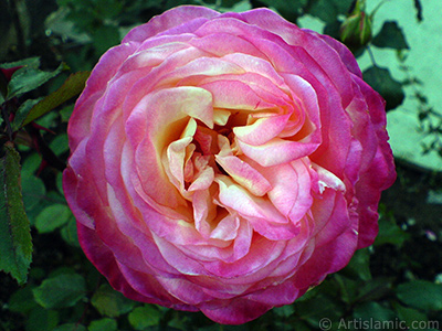 Variegated (mottled) rose photo. <i>(Family: Rosaceae, Species: Rosa)</i> <br>Photo Date: November 2006, Location: Turkey/Balkesir-Altnoluk, By: Artislamic.com