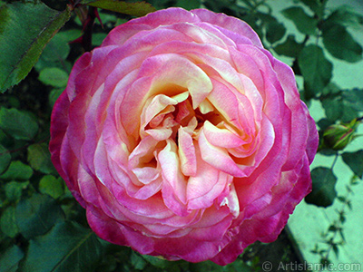 Variegated (mottled) rose photo. <i>(Family: Rosaceae, Species: Rosa)</i> <br>Photo Date: November 2006, Location: Turkey/Balkesir-Altnoluk, By: Artislamic.com