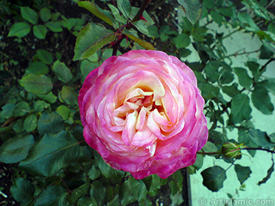 Variegated (mottled) rose photo. <i>(Family: Rosaceae, Species: Rosa)</i> <br>Photo Date: November 2006, Location: Turkey/Balkesir-Altnoluk, By: Artislamic.com