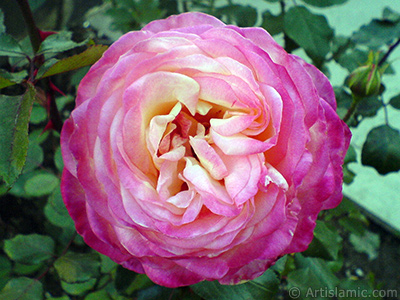 Variegated (mottled) rose photo. <i>(Family: Rosaceae, Species: Rosa)</i> <br>Photo Date: November 2006, Location: Turkey/Balkesir-Altnoluk, By: Artislamic.com