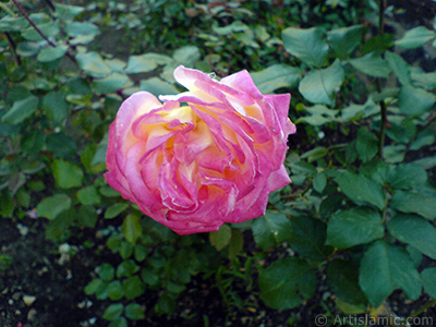 Variegated (mottled) rose photo. <i>(Family: Rosaceae, Species: Rosa)</i> <br>Photo Date: November 2006, Location: Turkey/Balkesir-Altnoluk, By: Artislamic.com