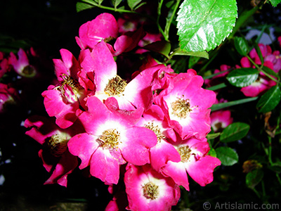 Variegated (mottled) rose photo. <i>(Family: Rosaceae, Species: Rosa)</i> <br>Photo Date: June 2005, Location: Turkey/Trabzon, By: Artislamic.com