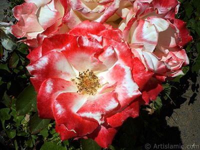 Variegated (mottled) rose photo. <i>(Family: Rosaceae, Species: Rosa)</i> <br>Photo Date: January 2002, Location: Turkey/Istanbul-Besiktas, By: Artislamic.com