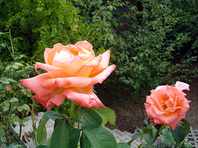 Salmon Color rose photo. <i>(Family: Rosaceae, Species: Rosa)</i> <br>Photo Date: August 2008, Location: Turkey/Yalova-Termal, By: Artislamic.com