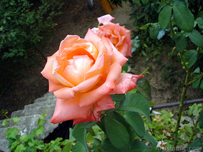 Salmon Color rose photo. <i>(Family: Rosaceae, Species: Rosa)</i> <br>Photo Date: August 2008, Location: Turkey/Yalova-Termal, By: Artislamic.com