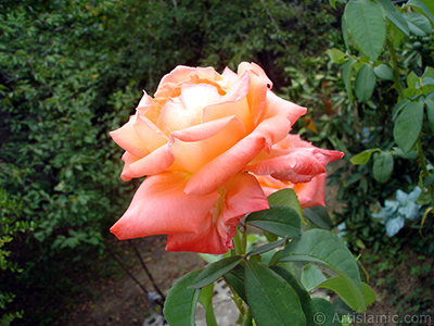 Salmon Color rose photo. <i>(Family: Rosaceae, Species: Rosa)</i> <br>Photo Date: August 2008, Location: Turkey/Yalova-Termal, By: Artislamic.com