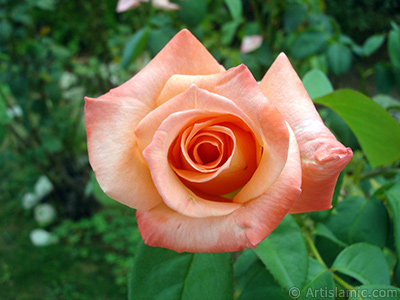 Salmon Color rose photo. <i>(Family: Rosaceae, Species: Rosa)</i> <br>Photo Date: August 2008, Location: Turkey/Yalova-Termal, By: Artislamic.com