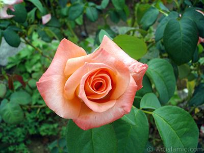 Salmon Color rose photo. <i>(Family: Rosaceae, Species: Rosa)</i> <br>Photo Date: August 2008, Location: Turkey/Yalova-Termal, By: Artislamic.com