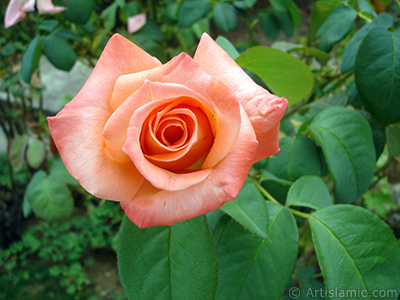 Salmon Color rose photo. <i>(Family: Rosaceae, Species: Rosa)</i> <br>Photo Date: August 2008, Location: Turkey/Yalova-Termal, By: Artislamic.com