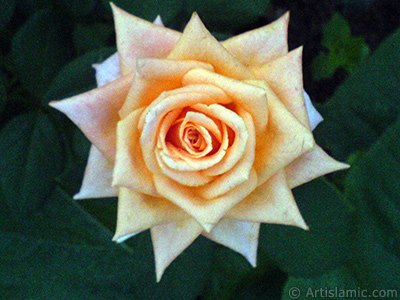 Salmon Color rose photo. <i>(Family: Rosaceae, Species: Rosa)</i> <br>Photo Date: August 2009, Location: Turkey/Istanbul, By: Artislamic.com