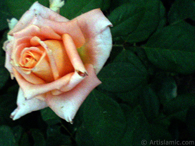 Salmon Color rose photo. <i>(Family: Rosaceae, Species: Rosa)</i> <br>Photo Date: August 2009, Location: Turkey/Istanbul, By: Artislamic.com