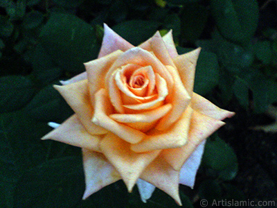 Salmon Color rose photo. <i>(Family: Rosaceae, Species: Rosa)</i> <br>Photo Date: August 2009, Location: Turkey/Istanbul, By: Artislamic.com